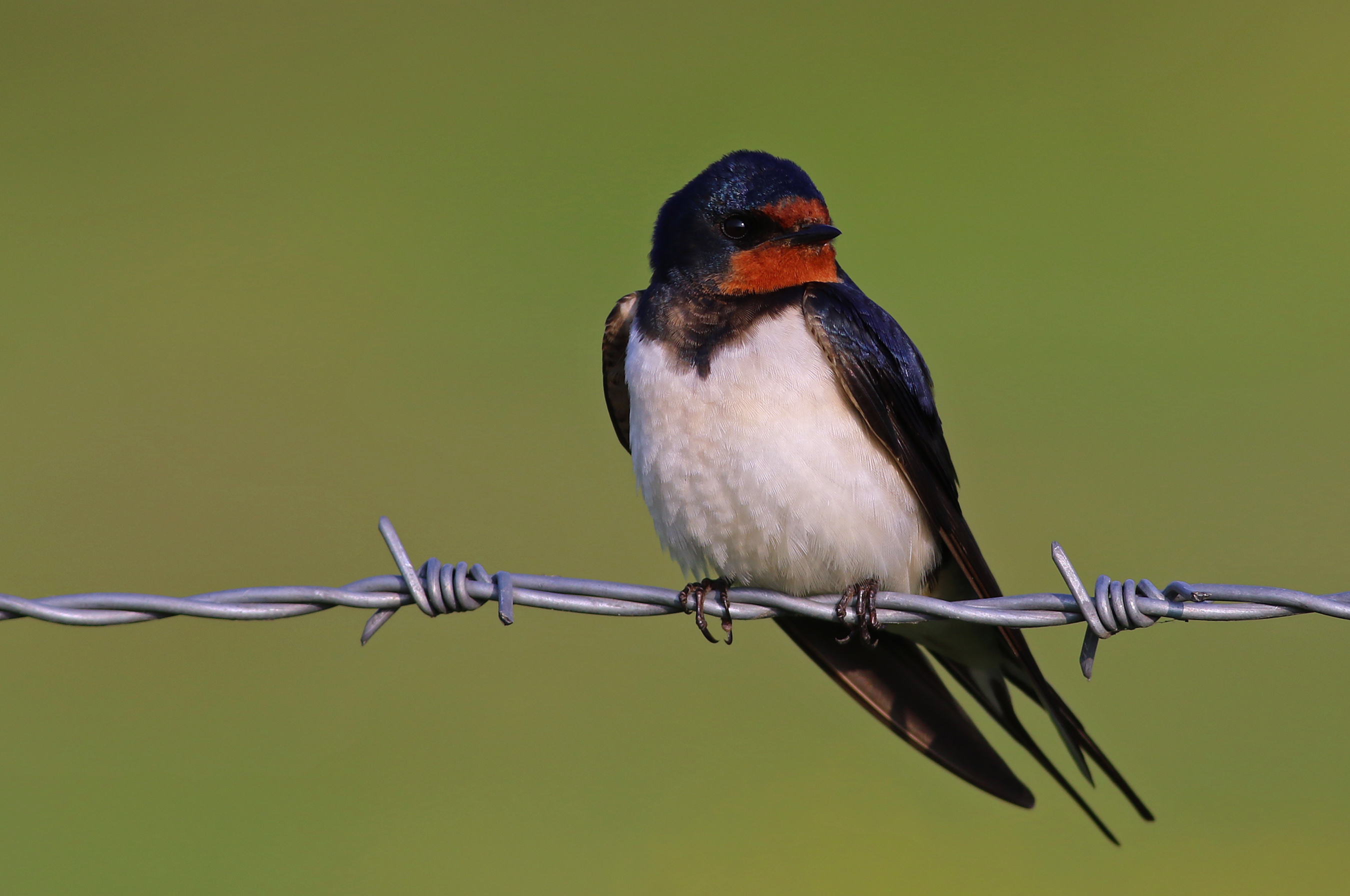 Barn Swallow